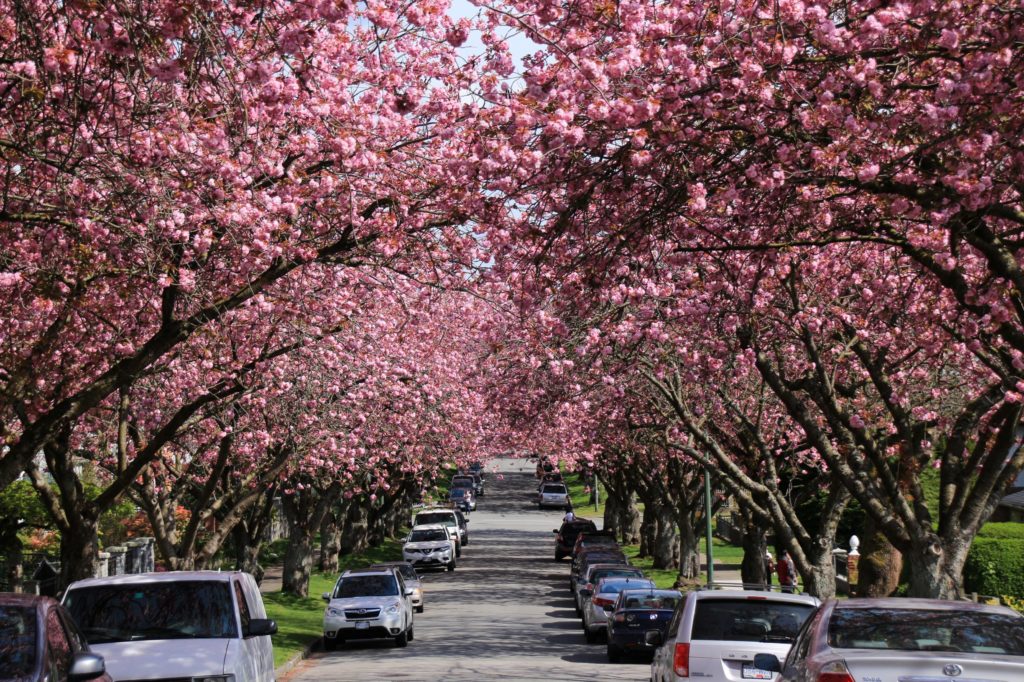 East Vancouver Kansan Cherry blossoms lining the residential areas
