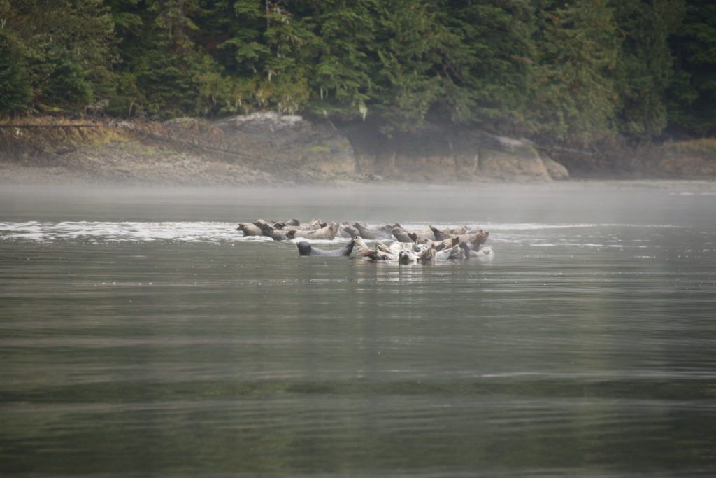 Seals at Khutzeymateen Inlet