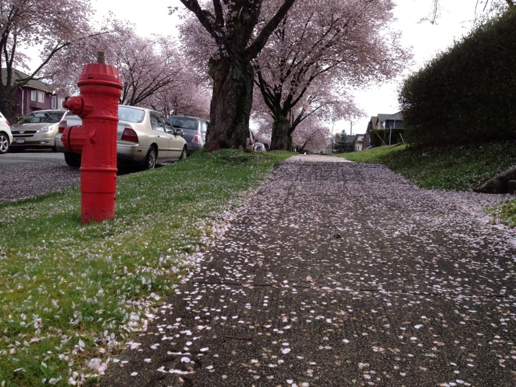 Cherry blossoms East Vancouver