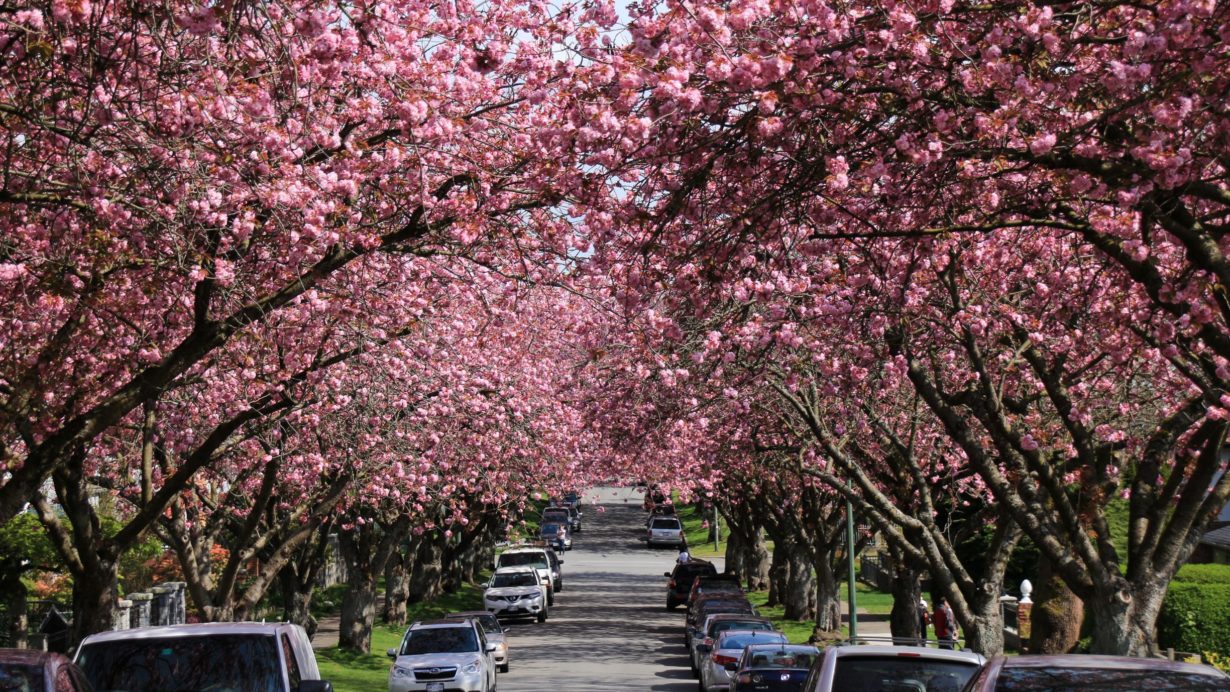 Cherry blossoms East Vancouver
