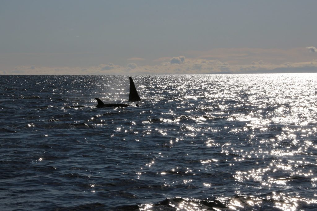 Orca whales near Campbell River