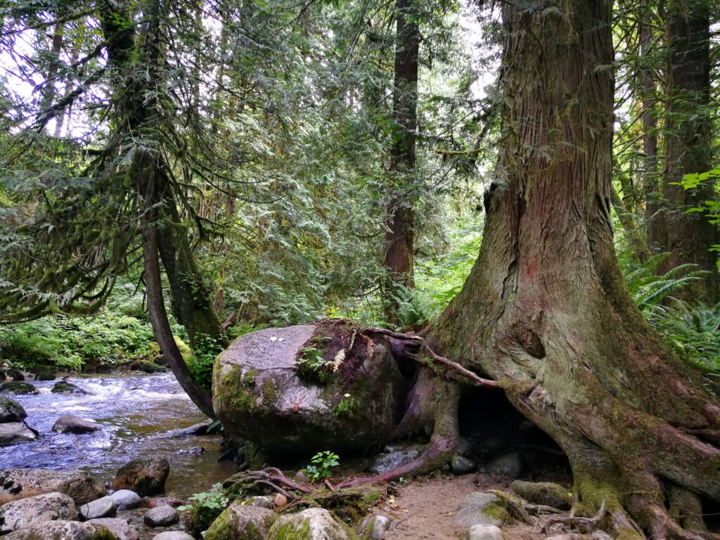 big tree's roots hallowed out by the creek