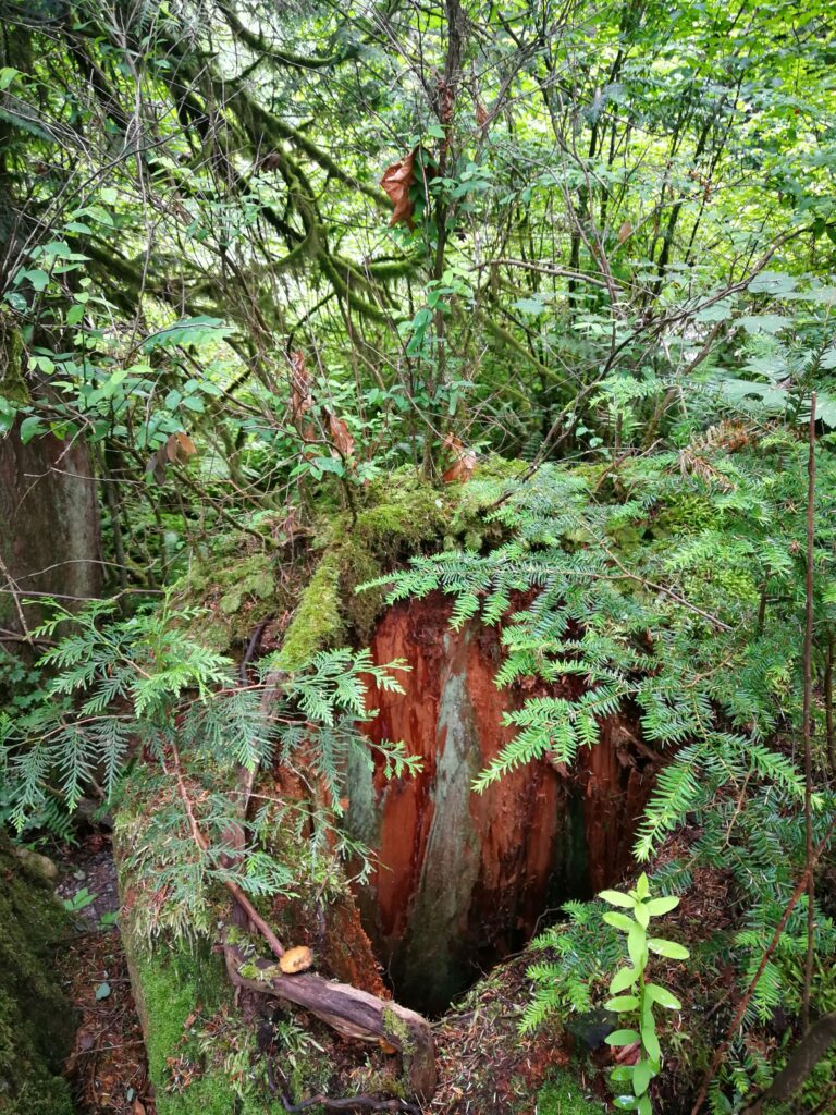 big tree stumps on the trail