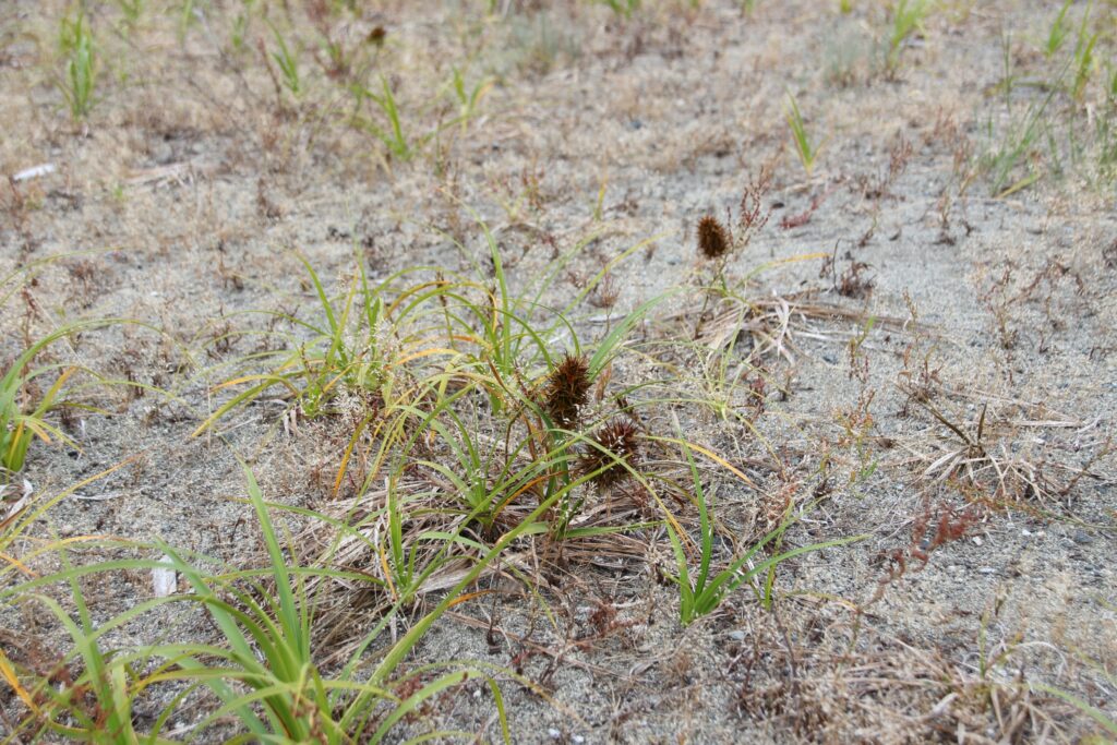 grass growing in the arid soil 
