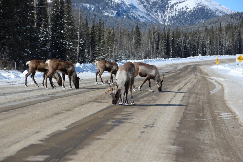 Caribou herd licking salt on the Alaska highway