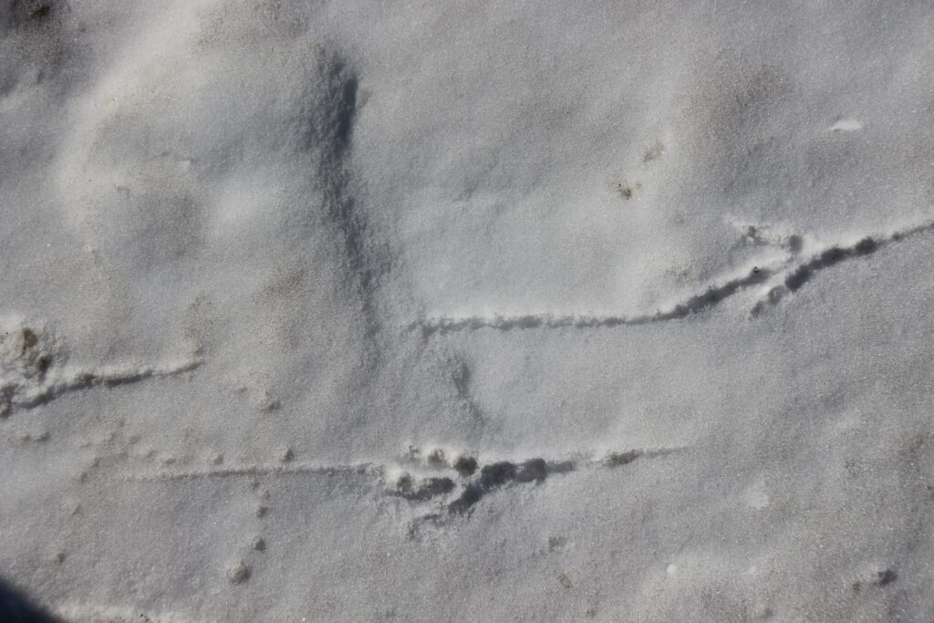 Snow covered footprints of crow