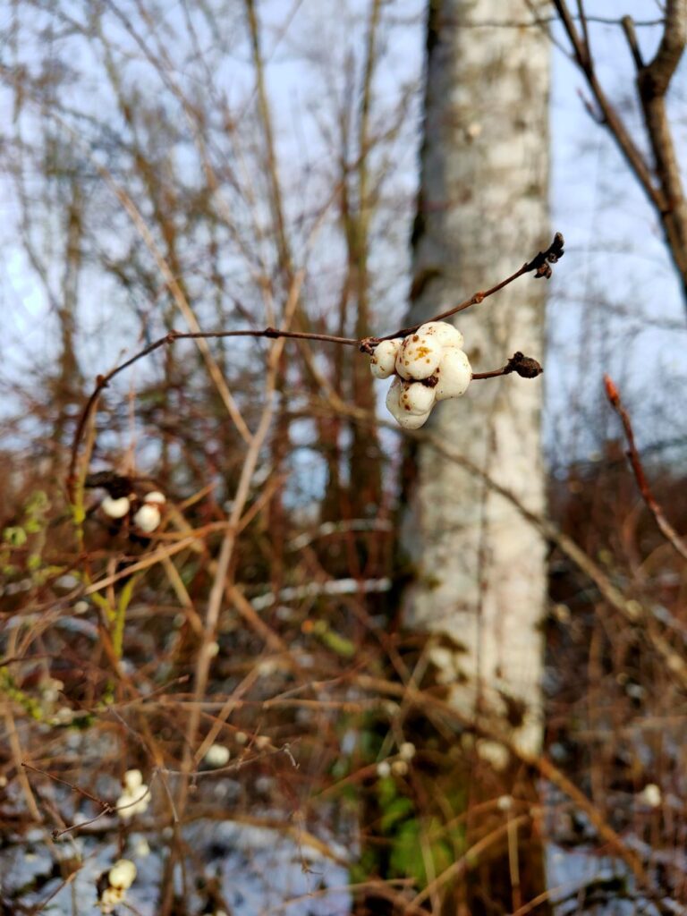 Snowberries on the trail