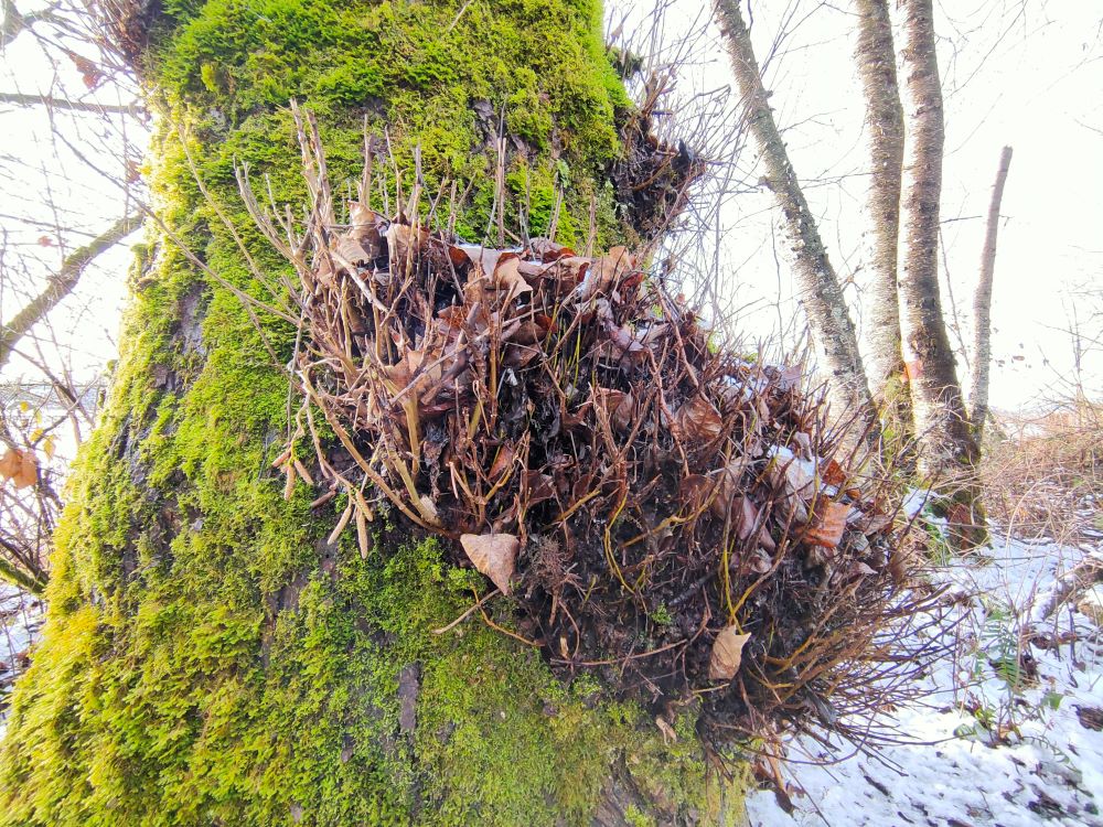 young trigs and moss-covered tree trunk