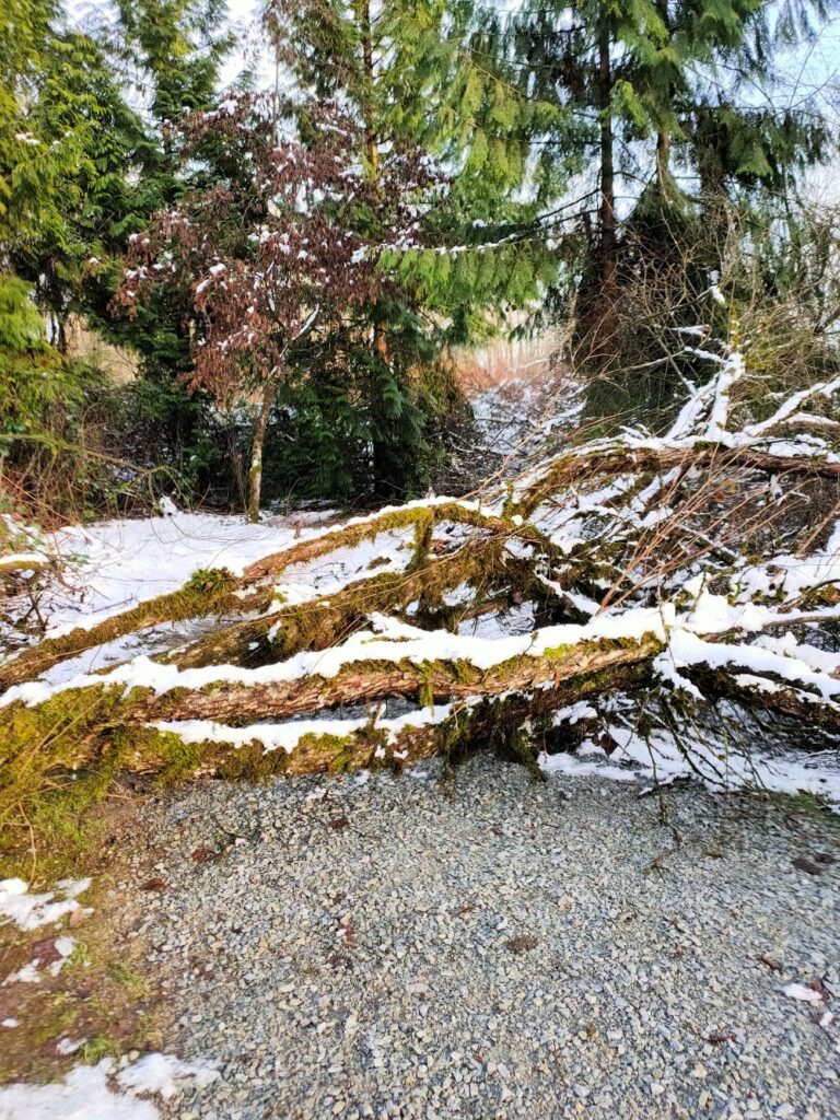Fallen tree on the trail