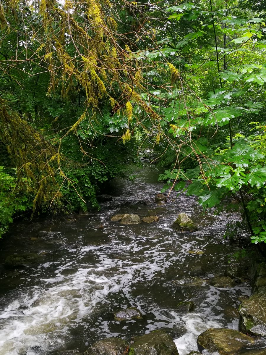 Serpentine River at Tynehead Regional Park