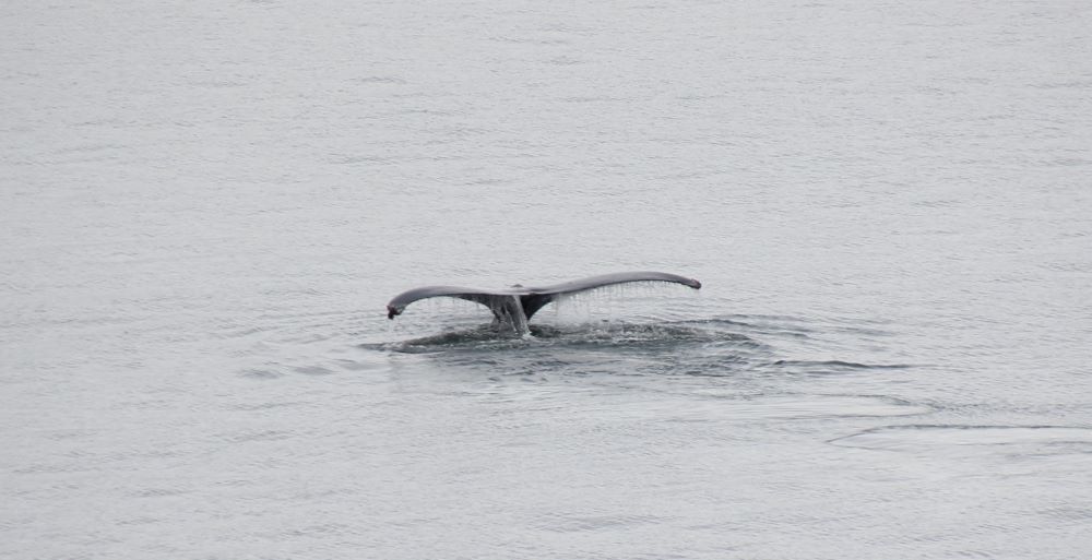 Gray whale's fluke above water