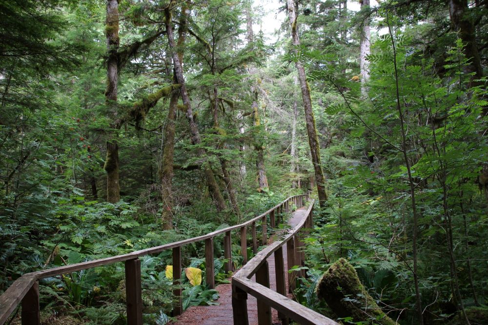 The first half of Schoolhouse Falls Trail onNarrow board walk on the trail through the dense forest 