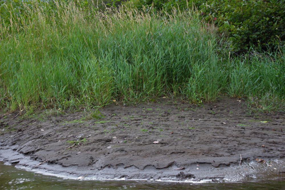 Bear tracks on the river bank