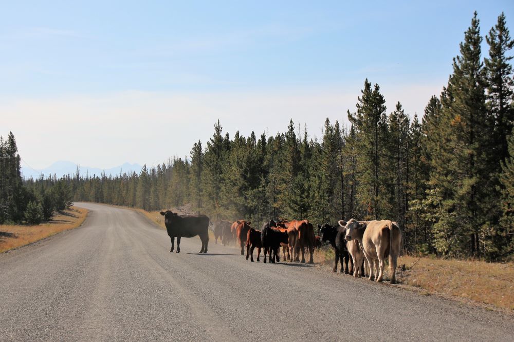 A herd of cow roamed on the highway20 blocking the road