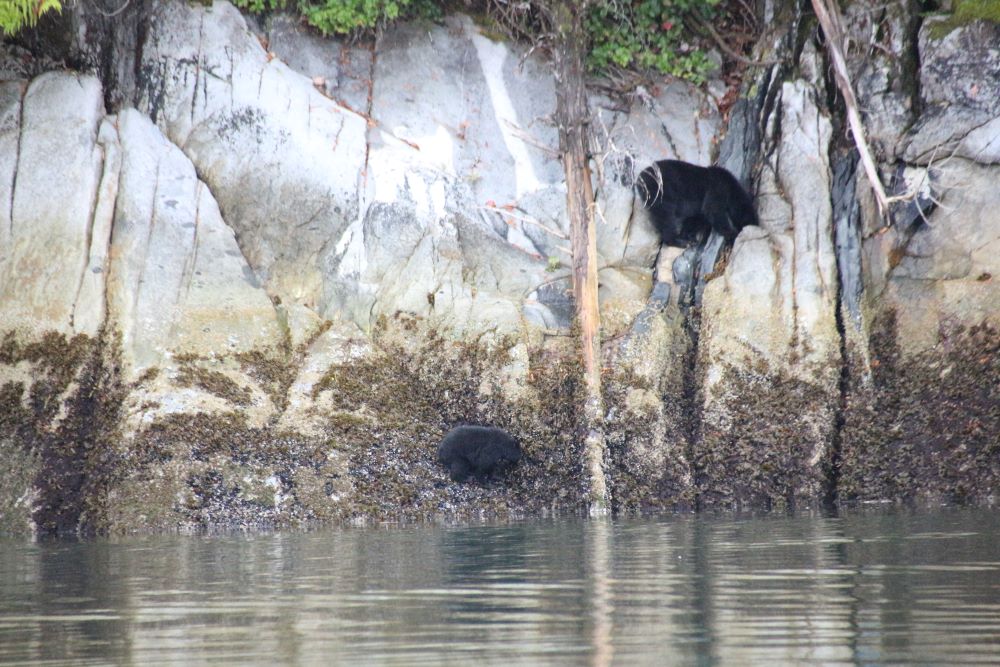 Black bears on the shoreline foraging for shellfish